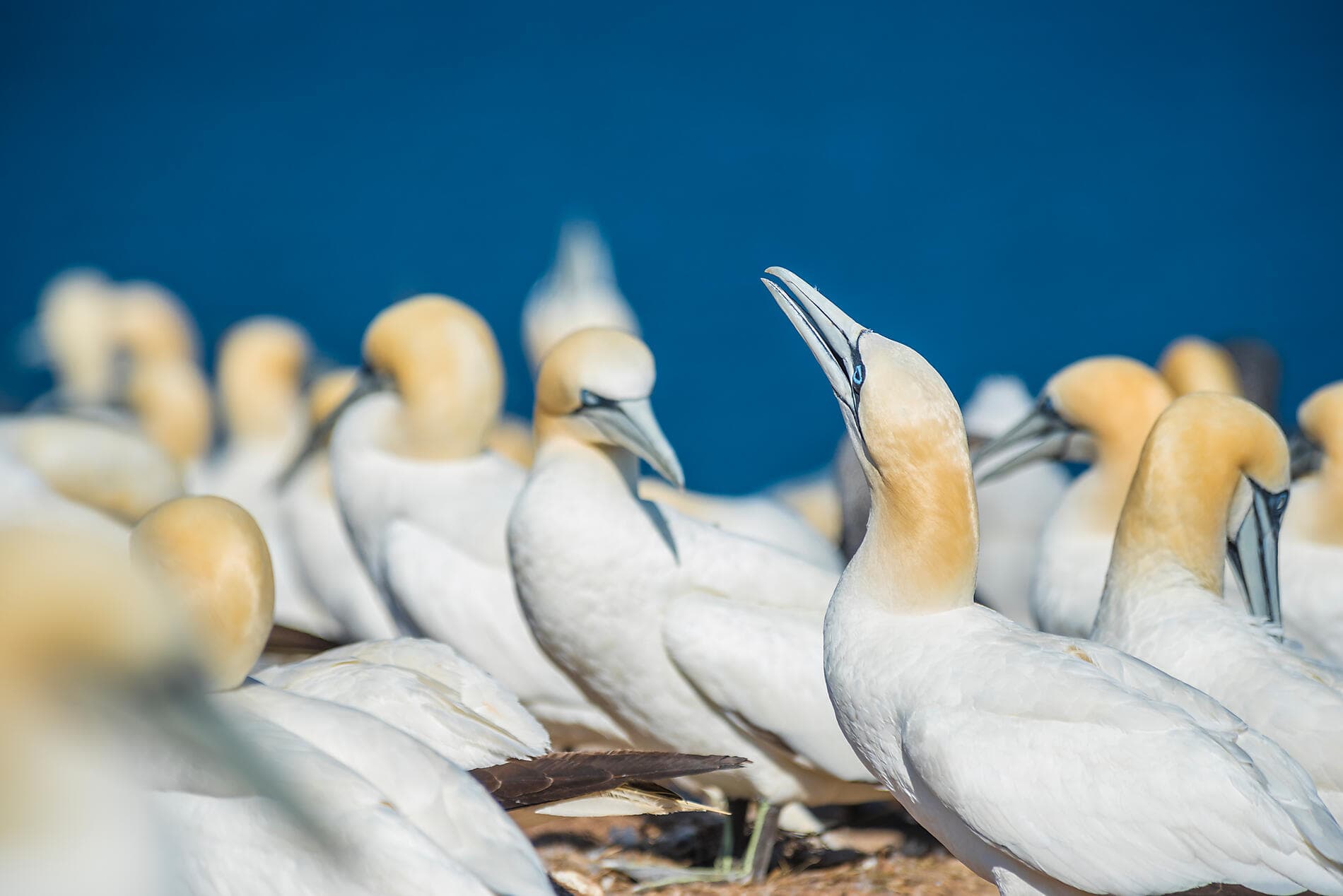 De la Belle Province à Big Apple : nature et cités remarquables 