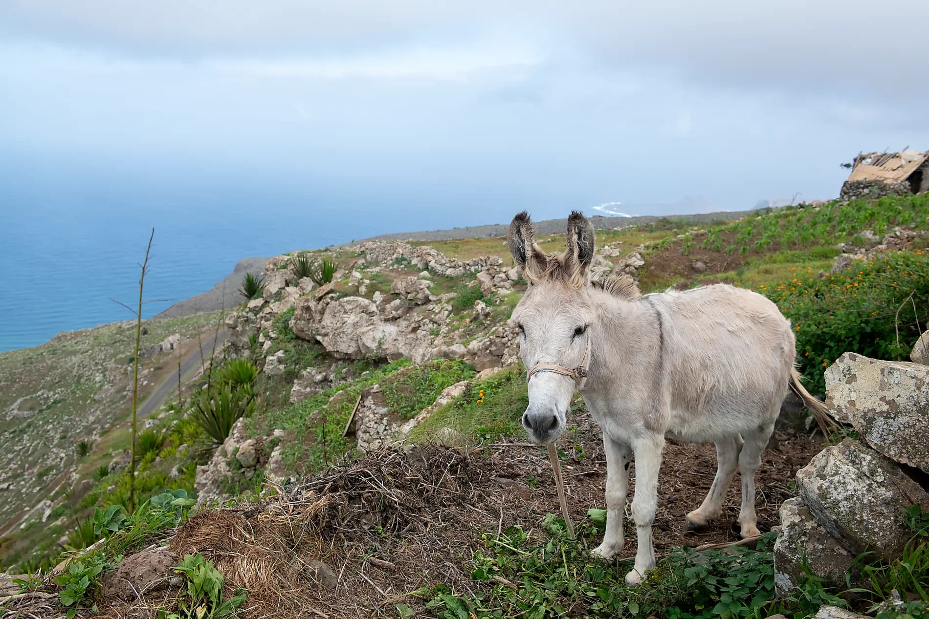 Entre volcans et océan, du Cap-Vert aux Canaries 