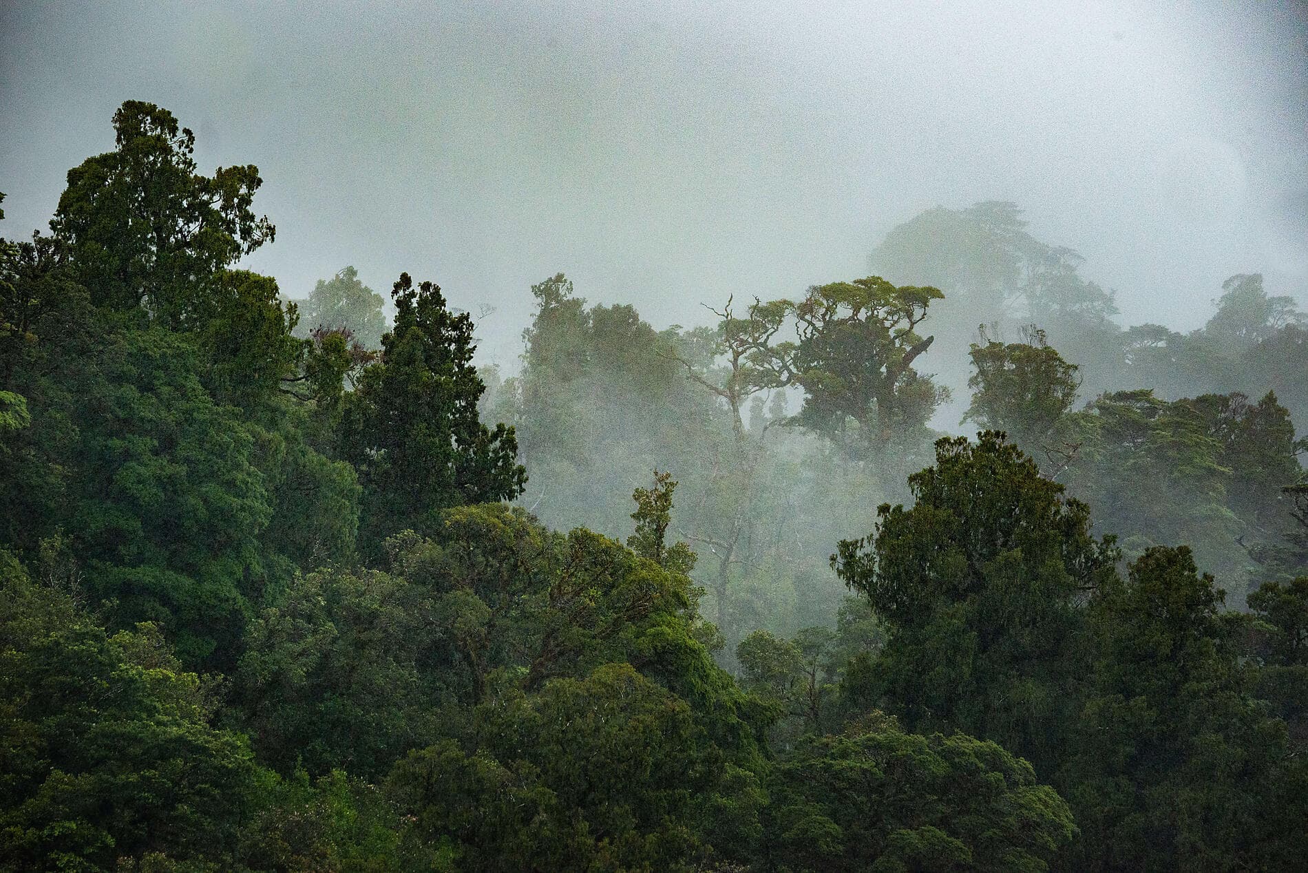 Îles Subantarctiques de Nouvelle-Zélande 