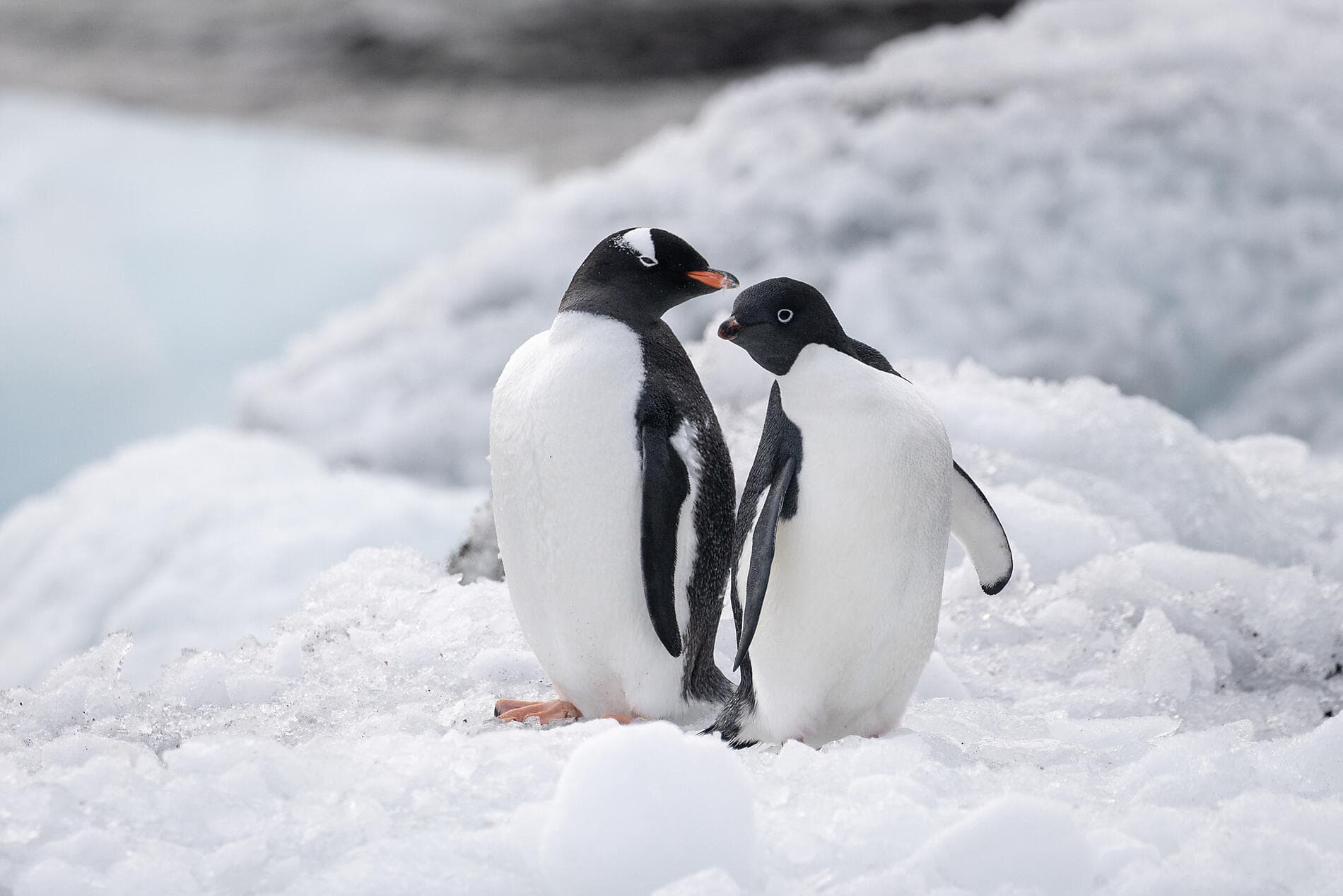 Expédition sur les traces de Scott et Shackleton