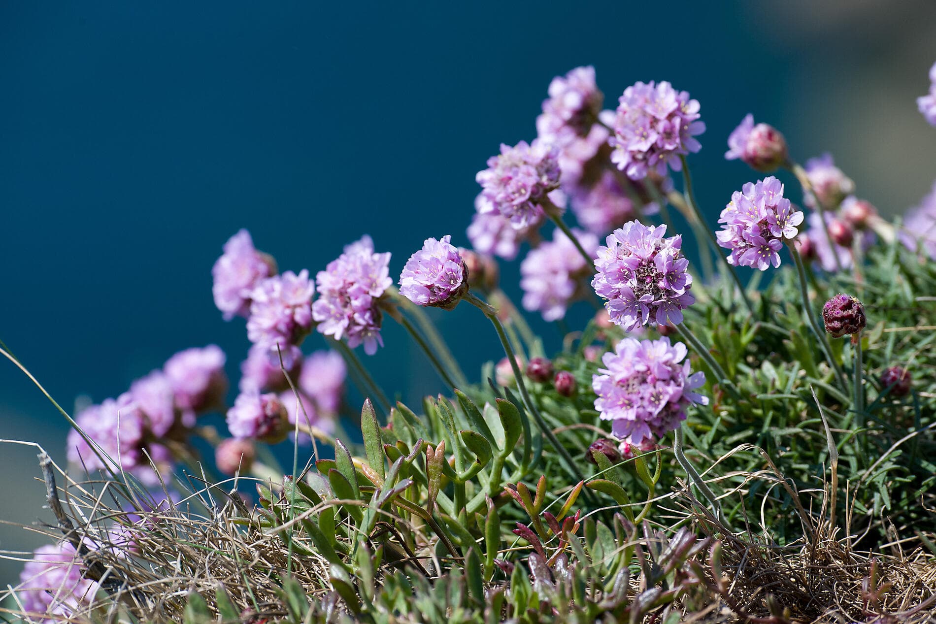Autour de l’île d’Émeraude  