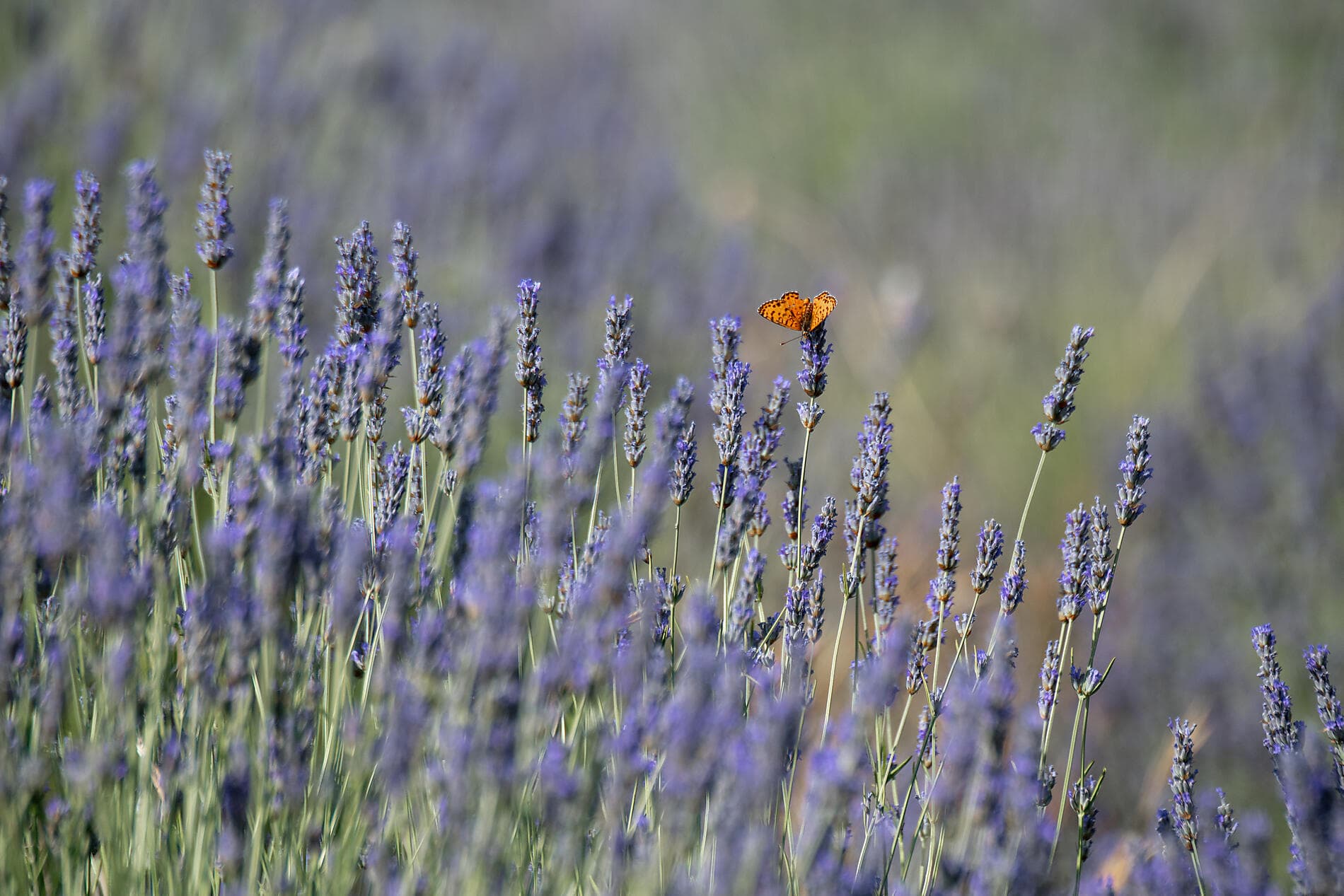 6e Festival d’opéra en mer avec Benjamin Bernheim 