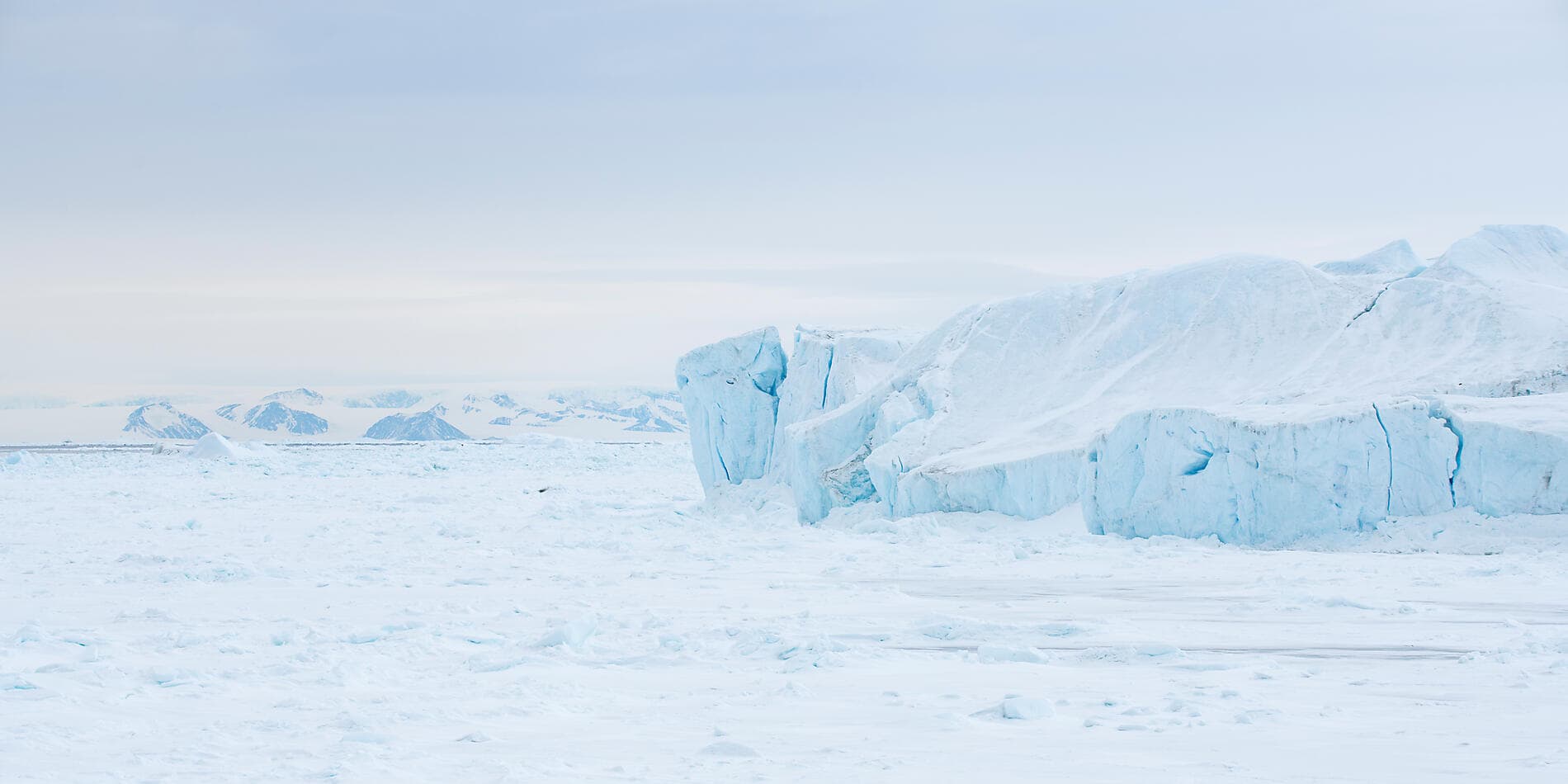 Les manchots empereurs de la mer de Weddell 
