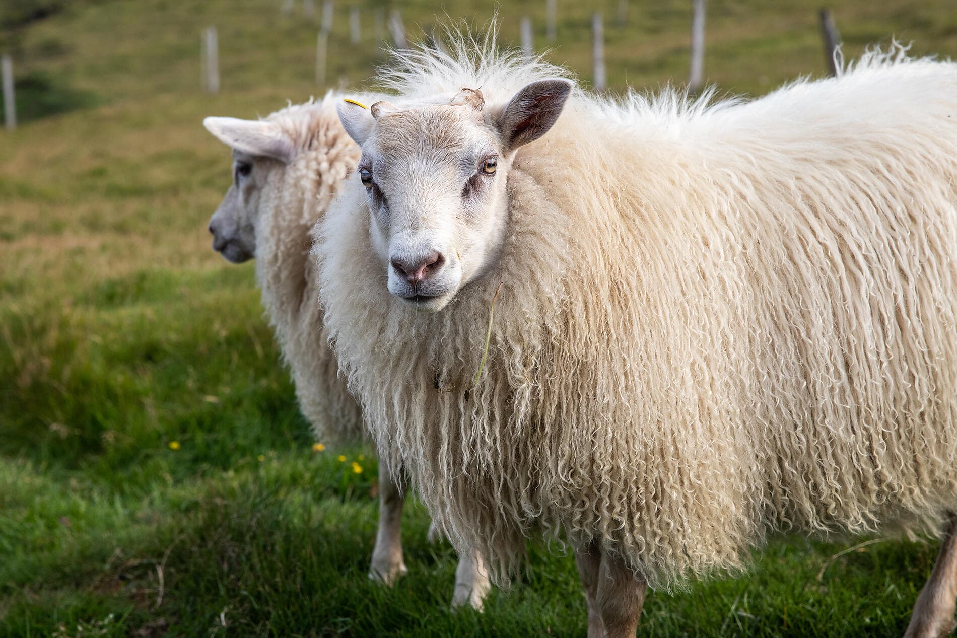 L'Islande avec Beethoven