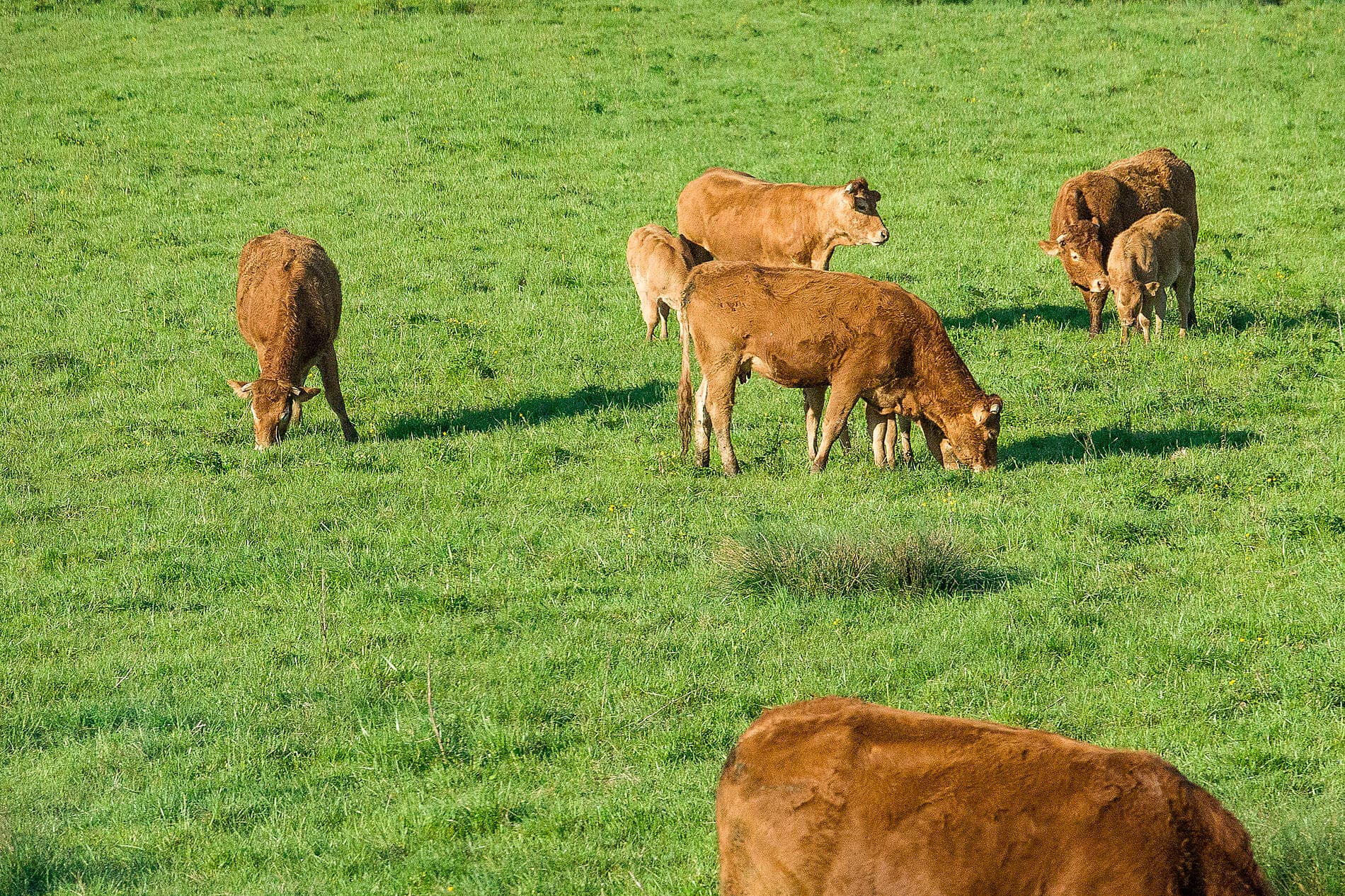 Saveurs, vignes et océan